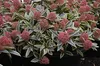 Skimmia japonica Magic Marlot ® -  Weißbunte Skimmie Magic Produktbild-Vorschau 3