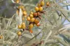 Hippophae rhamnoides, Sanddorn, 60–100 cm Produktbild-Vorschau 5