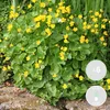 Bloomique - Zestaw 6 szt. - Caltha palustris - Kaczeńce Podgląd zdjęcia produktu 2