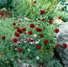 Knautia macedonica, Purpur-Witwenblume, purpurrot, ca. 9x9 Produktbild-Vorschau 3