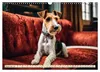 Drahthaar-Foxterrier (Wandkalender 2027 DIN A3 quer), Produktbild-Vorschau 15