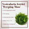 Aquarium Pflanze In Vitro 1 Moos Vesicularia ferriei Produktbild-Vorschau 2