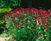 Monarda fistulosa 'Cambridge Scarlet', Indianernessel, rot, Produktbild-Vorschau 3
