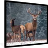 MuchoWow® Gerahmtes Poster Waldtiere - Hirsche - Landschaft Produktbild-Vorschau 1