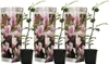 Three potted magnolia plants with decorative packaging are displayed against a white background. Podgląd zdjęcia produktu