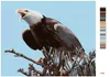 Zuty - Malen nach Zahlen - ADLER AUF EINEM ZWEIG (D. RUSTY Produktbild-Vorschau 3