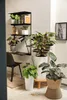 A modern interior scene with plants and furniture, featuring a desk and shelves. Náhľad obrázku produktu