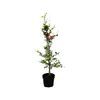 Fagus sylvatica, Rotbuche, 80–100 cm Produktbild-Vorschau 1