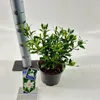 Gardenia jasminoides Fool Proof  – gardénia | 25–30 cm v Náhľad obrázku produktu 1
