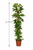 Epipremnum Aureum Ivy na patyku z mchu 160cm - roślina Podgląd zdjęcia produktu 5