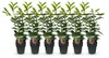 Green boutiQ - Haagplanten - Prunus laurocerasus Novita - Voir les images du produit 1