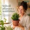 Pflanzkübel Fiona terrakotta Ø ca.18cm Produktbild-Vorschau 4