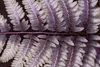 Stauden Gänge 3 x Athyrium niponicum 'Burgundy Lace' im 1 Produktbild-Vorschau 4