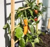 Mříž na popínavé rostliny dřevěný žebřík FloraSelf 60 x 120 Náhled obrázku produktu 3