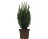 A potted plant on a white background. Náhled obrázku produktu