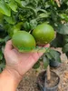 Pianta di Mandarino Satsuma Miyagawa (vaso - 20) Anteprima dell’immagine prodotto 2