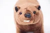 A close-up, head-on shot of a brown plush beaver toy against a white background. Produktbild-Vorschau
