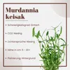 Aquariumpflanze Murdannia keisak Bambus Tropica Nr.135 Produktbild-Vorschau 2