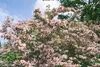 Kolkwitzia amabilis 'Pink Cloud', Kolkwitzie, rosa Blüten, Produktbild-Vorschau 2