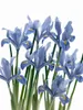 Iris reticulata 'Alida', Zwerg-Iris, blau, ca. 9x9 cm Topf Produktbild-Vorschau 1