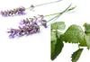 Dufte Momente | Whirlpool Duft 260ml | Lavendel - Melisse | Produktbild-Vorschau 2