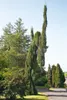 Sequoiadendron giganteum, Bergmammutbaum, 50–60 cm Produktbild-Vorschau 5
