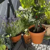 Gardena giardinaggio urbano - Kit di irrigazione per le Anteprima dell’immagine prodotto 33