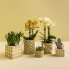 Kolibri Home | Candy Dekotopf - Green - Ø6cm Produktbild-Vorschau 2