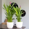 Bloomique - Curcuma Siam - Tulipan syjamski - Roślina Podgląd zdjęcia produktu 2