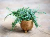 Gardners Ficus pumila variegata, priemer 6 cm Náhľad obrázku produktu 2