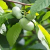 Pawpaw (Asimina triloba)  - 5 graines Voir les images du produit 1