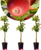 A close-up of a red apple above three potted saplings, presented against a white background. Náhľad obrázku produktu