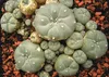 SAFLAX Kultivačný set - Kaktus Peyotl - Lophophora Náhľad obrázku produktu 9