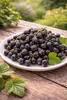 Ribes nero Ben Nevis 50-60 cm – Ribes nigrum, bacche Anteprima dell’immagine prodotto 5