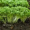 Kresse Ganzjahres-Gemüse-Sprossensamen 10G Produktbild-Vorschau 15