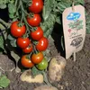 Tomaten-Kartoffelpflanze PotaTom Tomate und Kartoffel in Produktbild-Vorschau 2