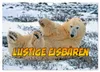 Lustige Eisbären (Wandkalender 2027 DIN A4 quer), CALVENDO Produktbild-Vorschau 1