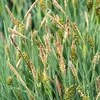 6 x Phragmites australis - Cannaiola - vaso 9 x 9 cm Anteprima dell’immagine prodotto 2