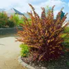 Berberis thunbergii 'Atropurpurea', Blutberberitze, Produktbild-Vorschau 7