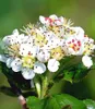 BALDUR Garten 1x Vitaminbeere Apfelbeere Aronia, Pflanze im Produktbild-Vorschau 3