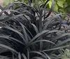 Stauden Gänge 3 x Ophiopogon planiscapus 'Niger' im 1 Liter Produktbild-Vorschau 4