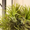 Zynesflora Tillandsien Luftpflanze Groß im Metall Halter - Produktbild-Vorschau 4
