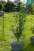 A potted plant in a garden setting. Produktbild-Vorschau