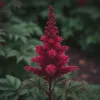 Bloomique - Zestaw 6 sztuk - Astilbe Fanal - Tawuła Podgląd zdjęcia produktu 2