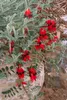 Sturts Desert Pea (Swainsona formosa) - 10 semillas Vista previa de la imagen del producto 5