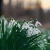 Śnieżyczka - 50 szt - Galanthus elwesii - Cebulki kwiatowe Podgląd zdjęcia produktu 6