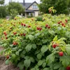 Malina Polka - 2 rośliny - odporna na mróz i wieloletnia - Podgląd zdjęcia produktu 2