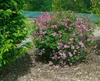 Syringa microphylla 'Superba', Zwergflieder, rosa Blüten, Produktbild-Vorschau 6
