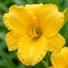 Bloomique - Zestaw 6 szt. - Hemerocallis Stella De Oro - Podgląd zdjęcia produktu 5
