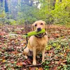 A yellow Labrador dog sits in a forest with a green toy in its mouth. Produktbild-Vorschau